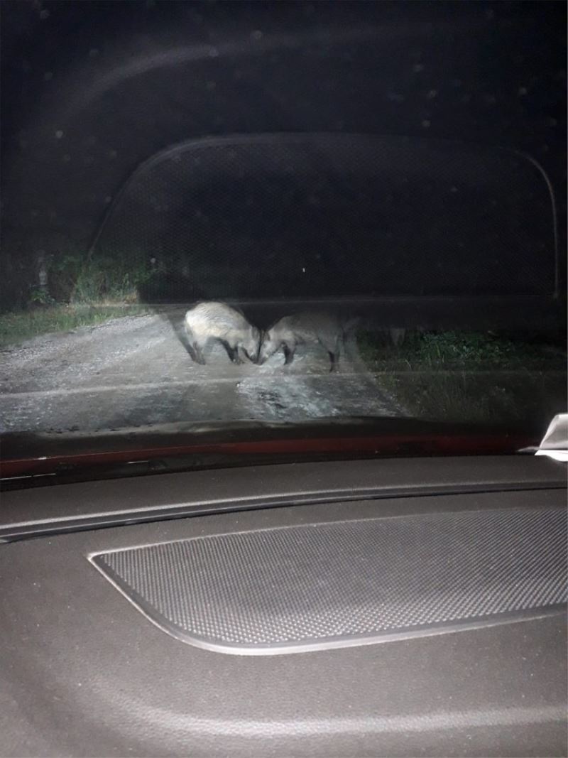 Gece karanlığında önlerine çıkan domuz sürüsü korkuttu
