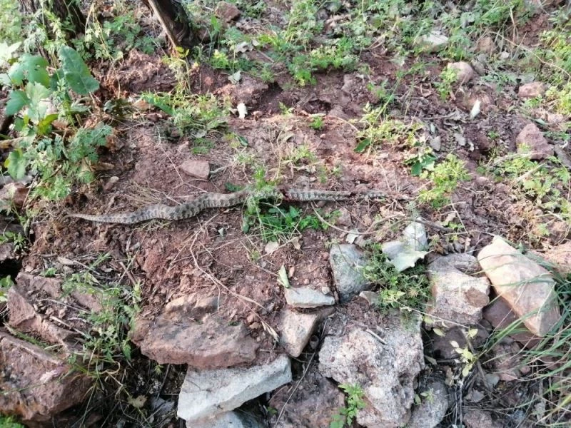 Siirt’te köylülerin yılan tedirginliği
