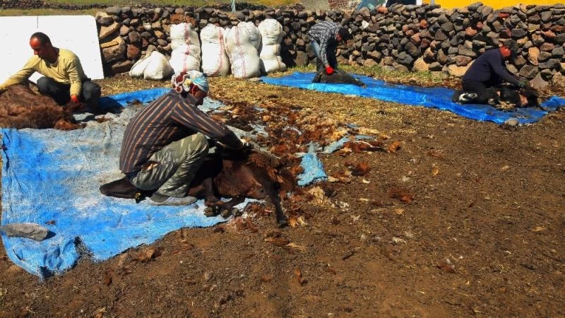 Iğdır’da koyun kırkma sezonu başladı
