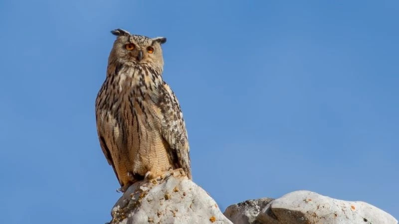 Çorum Belediyesi puhu yavruları için taş ocağındaki çalışmaları durdurdu
