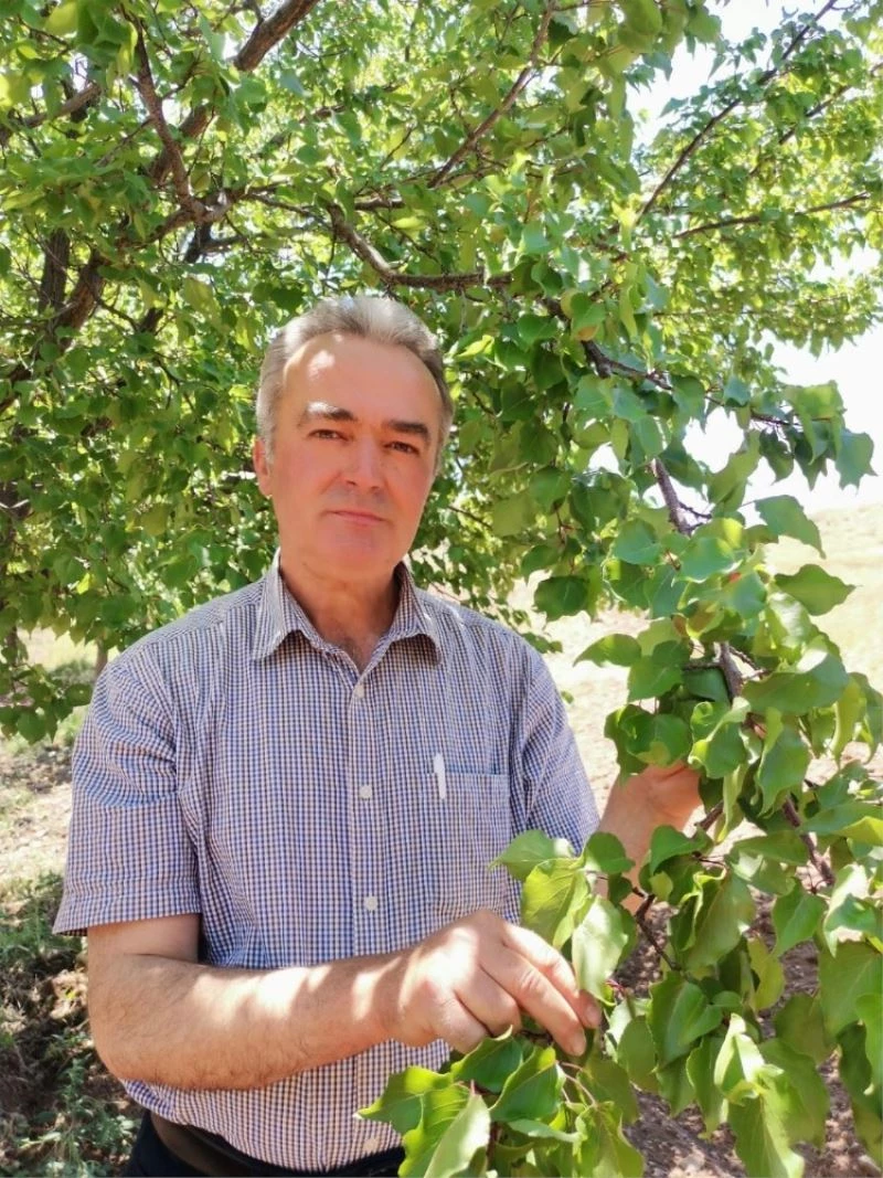 2020 tahmini kayısı rekoltesine itirazlar sürüyor
