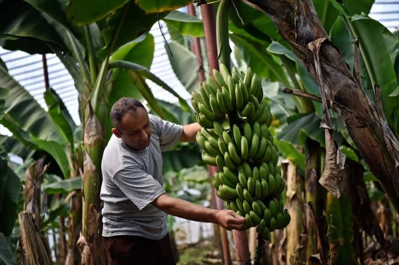 Yerli muz üreticileri 2023