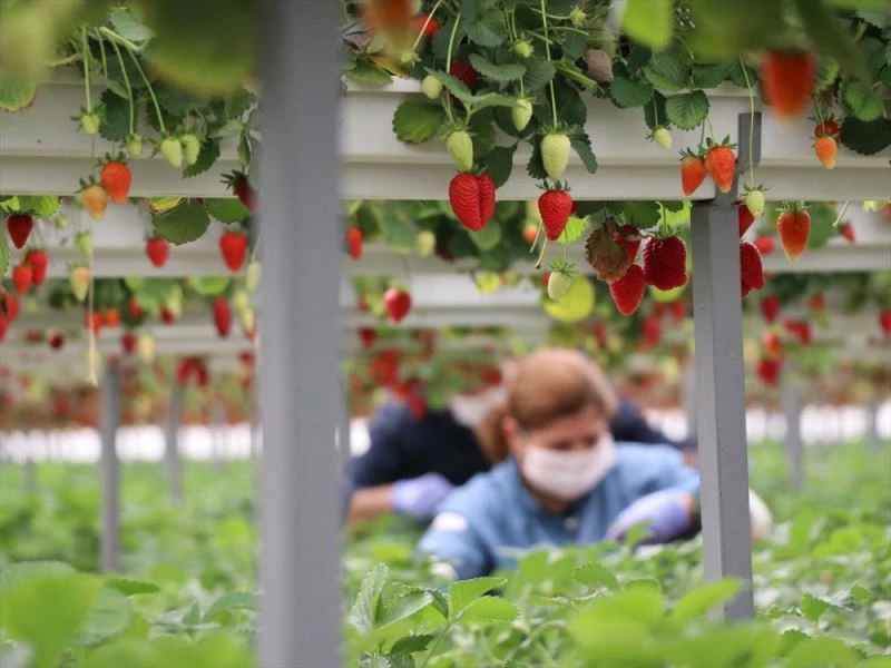 Topraksız tarımla çilek rekoltesini dörde katladı