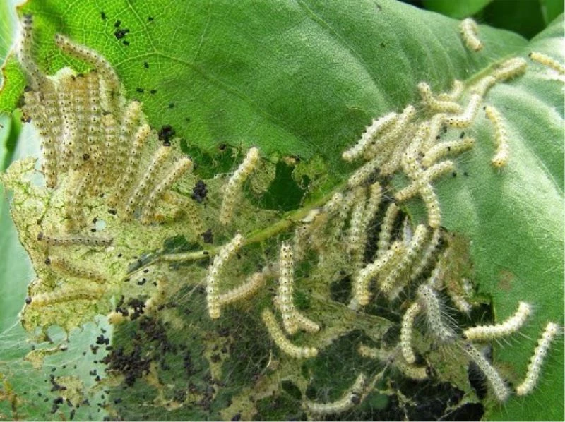 Amerikan Beyaz Kelebeği ile 12 ilçede mücadele ediliyor
