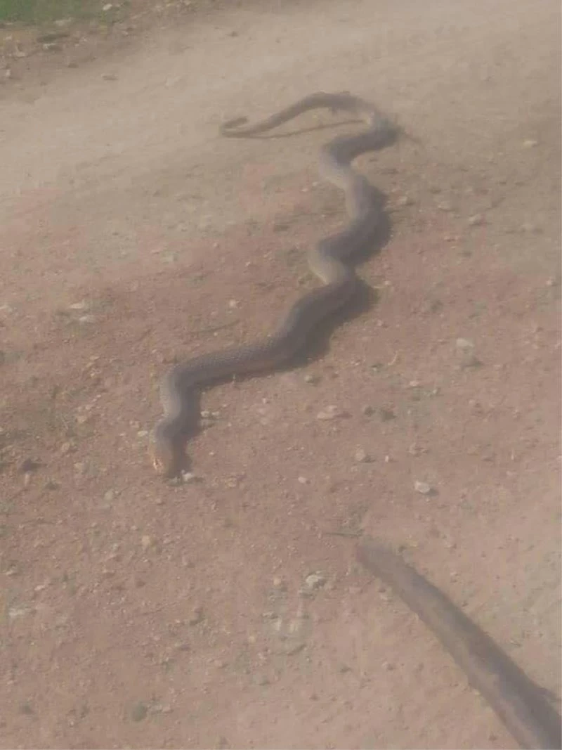 Bursa’da 2 metrelik yılanlar tarlaları sardı
