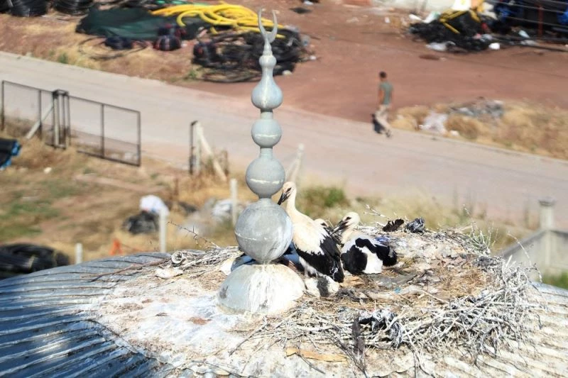 Üç yıldır aynı caminin kubbesinde yavrularını büyütüp uçuruyorlar
