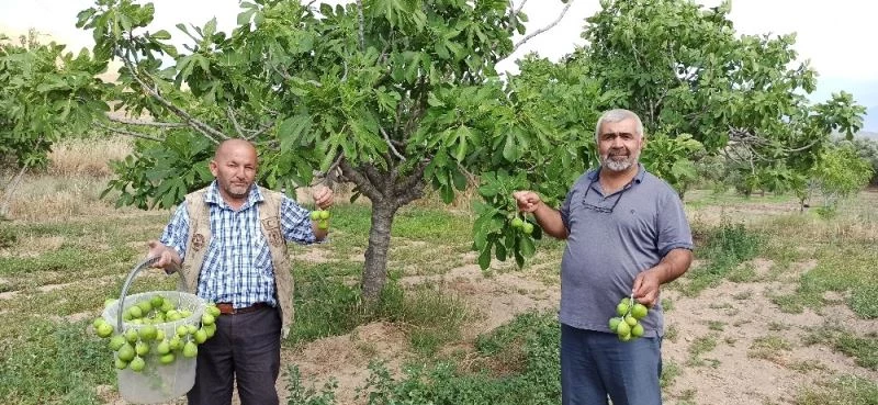 İncir ağaçlarında ilekleme dönemi
