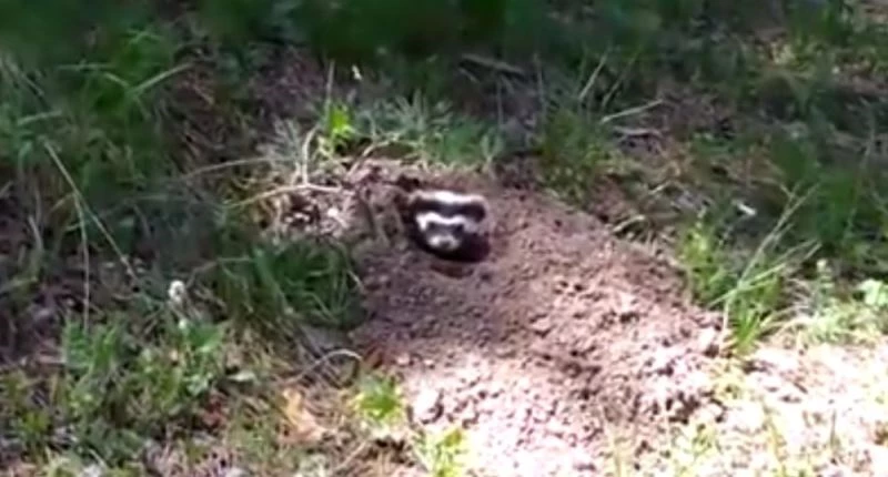 Kars’ta Alaca Sansar görüntülendi
