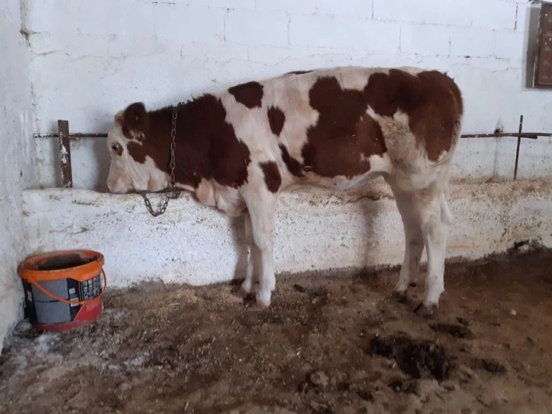 Hayvan Pazarı’nda unutulan düve sahibine teslim edildi
