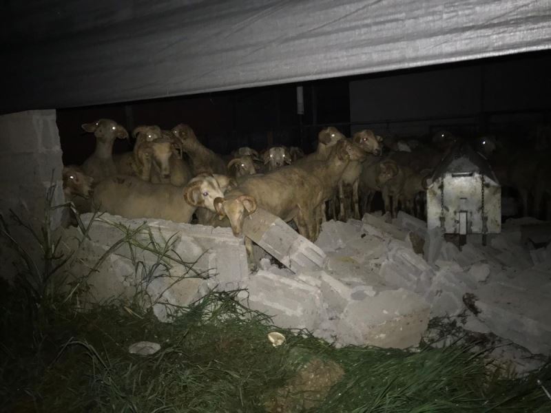 Kamyonetin ahıra dalmasıyla duvar göçtü, koyunlar şoka girdi

