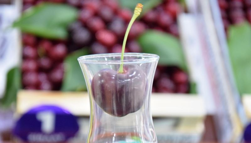 Çanakkale’de çay bardağının boğumundan geçmeyen kirazlar birbirleriyle yarıştı
