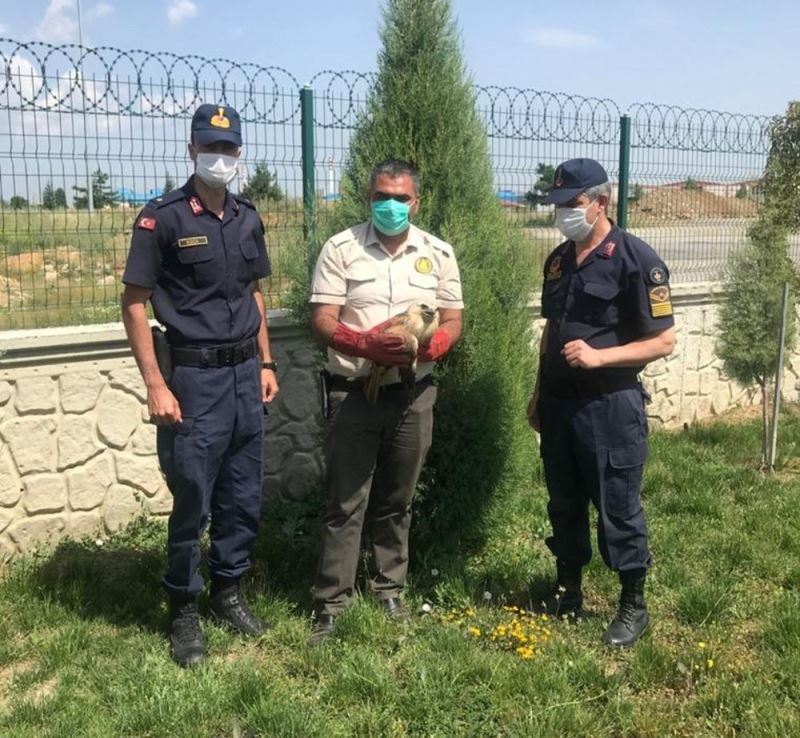 Yaralı şahin, Milli Parklar Şefliğine teslim edildi
