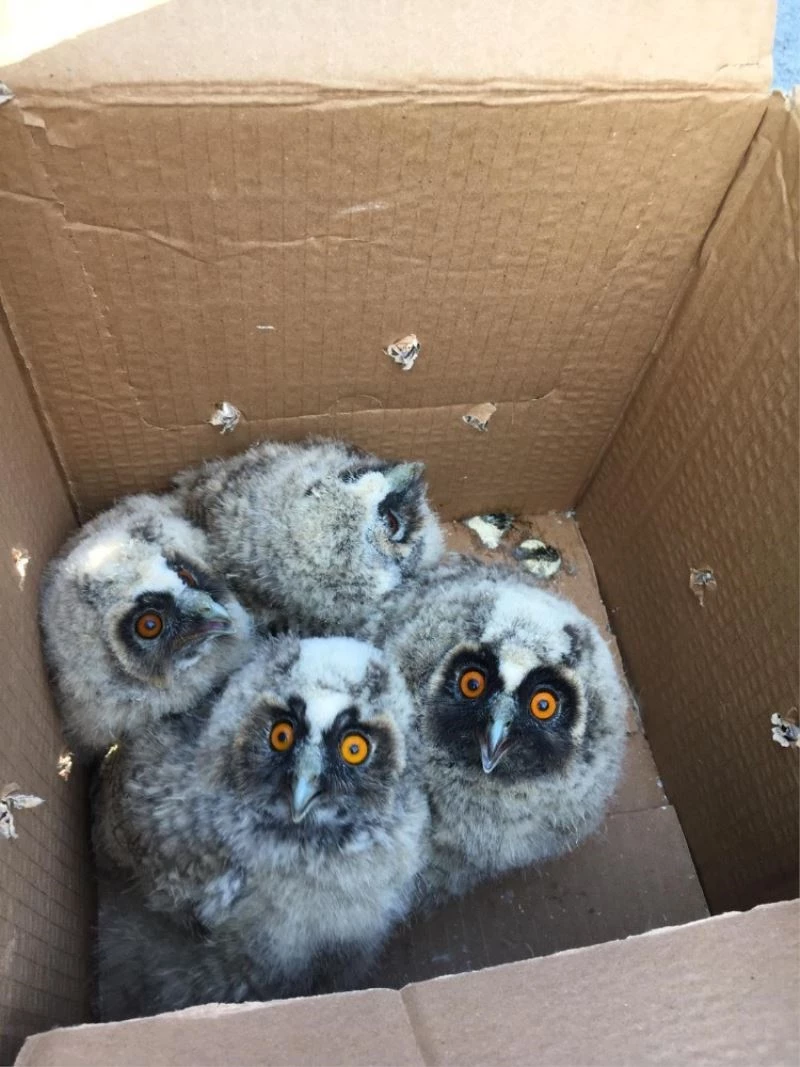 Anneleri ölünce mahsur kalan yavru baykuşlar kurtarıldı
