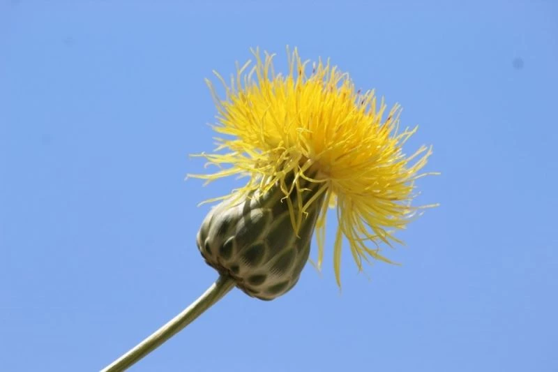 Kuşadası’nda endemik bitki ’tülüşah’ın yetiştiği yeni bölge bulundu
