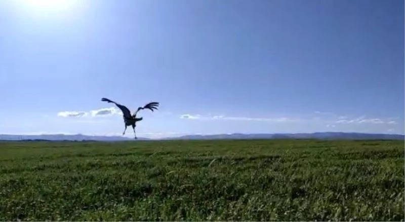 Muşlu çiftçinin toy kuşu hassasiyeti
