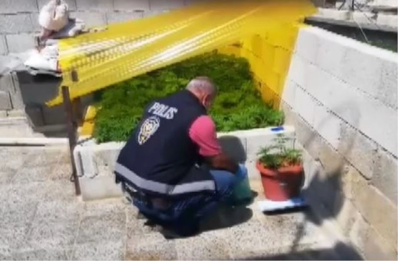 Evin damında sera kurup hint keneviri yetiştirdiler
