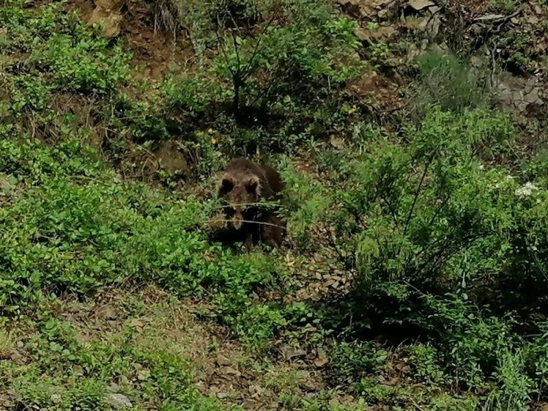 Yolda gördüğü ayıyı öpücükle çağırdı
