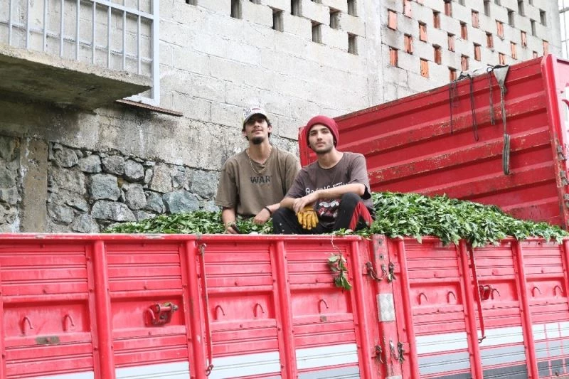 Rizeliler Antalyalı genç çay işçilerini çok sevdi
