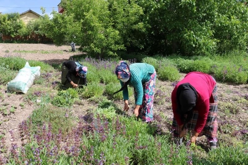 Karbasan köyü, Kütahya’nın adaçayı üretim merkezi oldu
