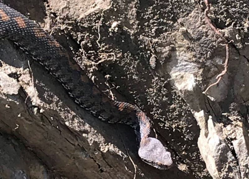 Sınırda görülen koca engerek yılanı korkuya neden oldu

