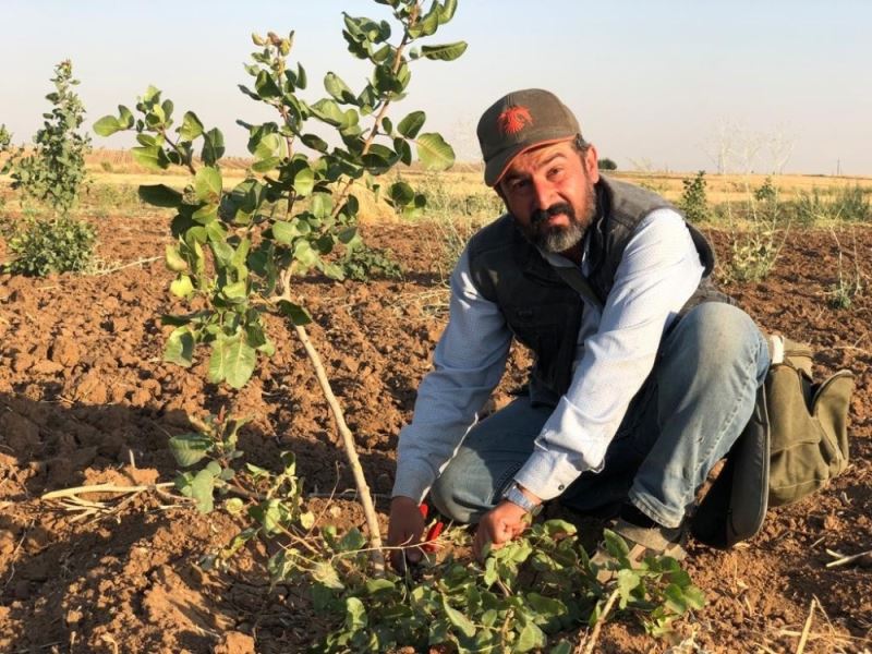 Mardin ovası Siirt fıstığıyla yeşilleniyor
