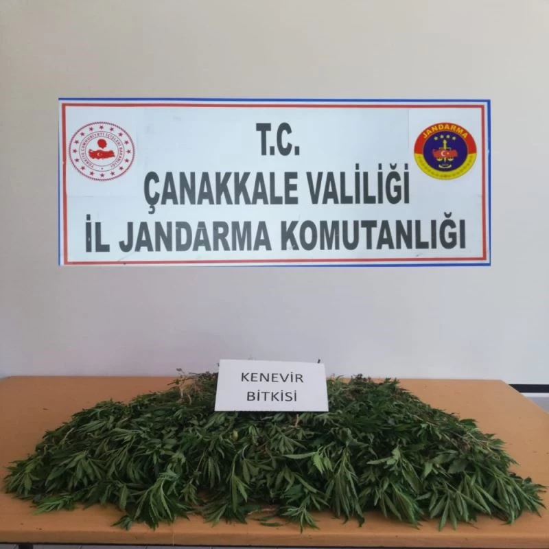 Ayçiçek tarlasından 259 kök kenevir çıktı
