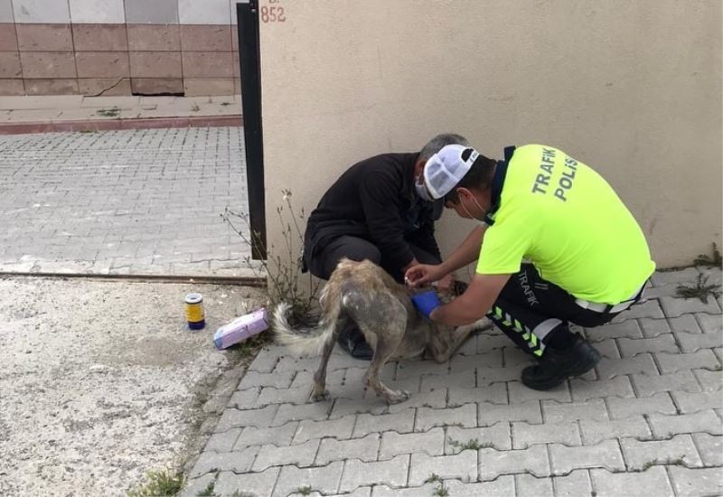 Hasta olan köpeği yakalayıp iğnesini yapan trafik polisi büyük takdir topladı
