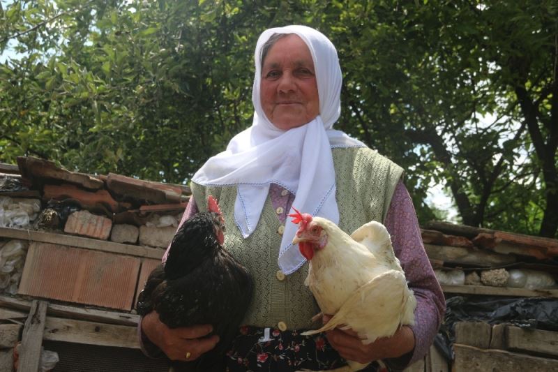 Fadime teyze geçimini yumurtadan sağlıyordu: Köpekler, tavuklarını telef etti
