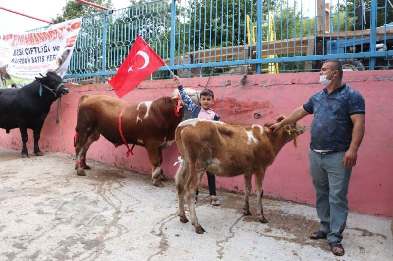 Ay-yıldız desenli boğa ve düveye gözü gibi bakıyor
