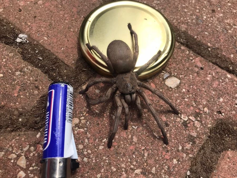 YAYLA EVİNDEKİ GÖRÜNTÜLENEN DEV ÖRÜMCEK KORKUTTU