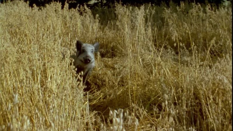 Tüfek bulunduracak çiftçilere duyuru
