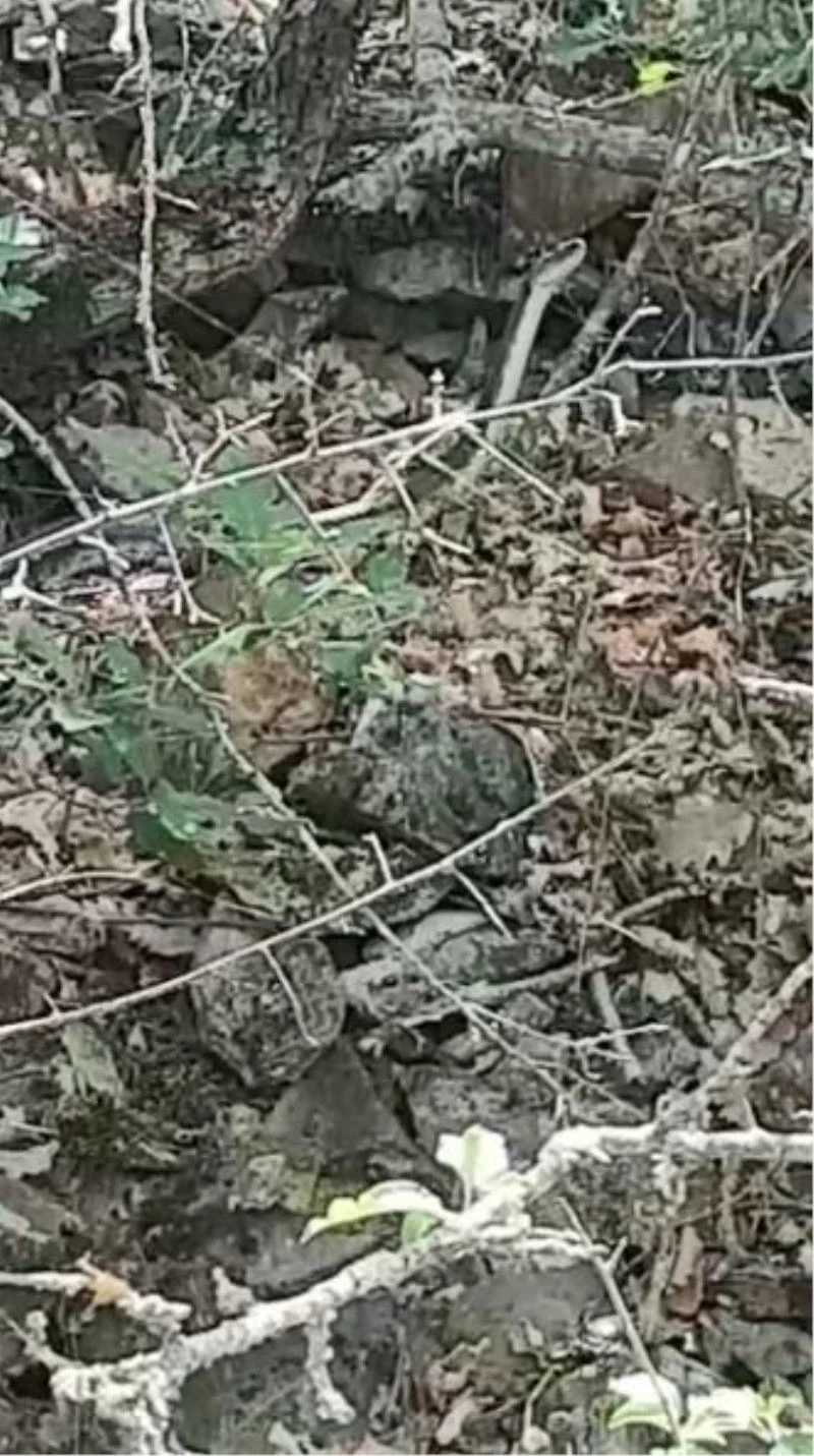 Yılanlar bu kez kendini Doğu Karadeniz’de gösterdi
