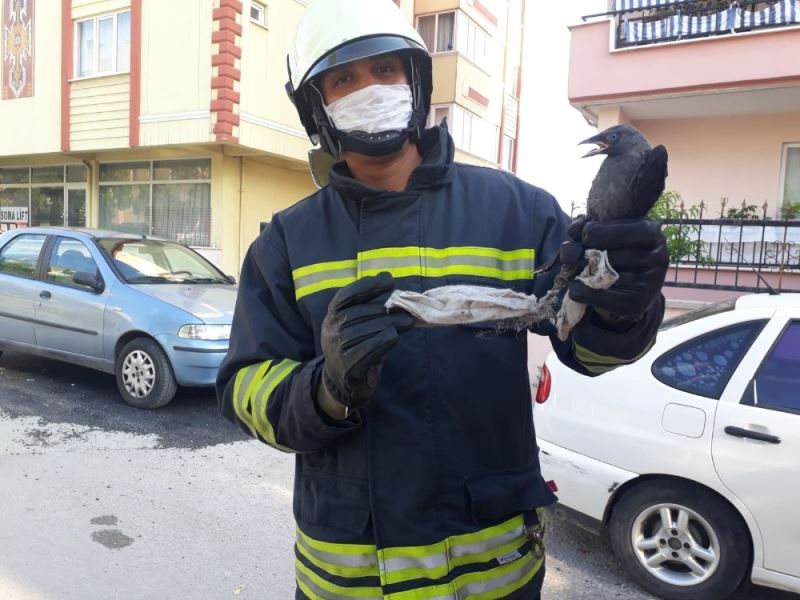 Gelişigüzel atılan cerrahi maske karganın ayağına takıldı
