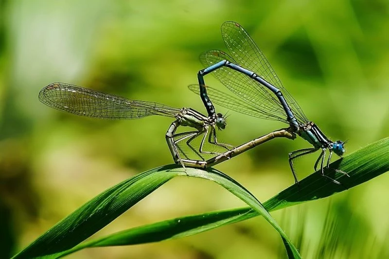 Kalp böcekleri böyle görüntülendi

