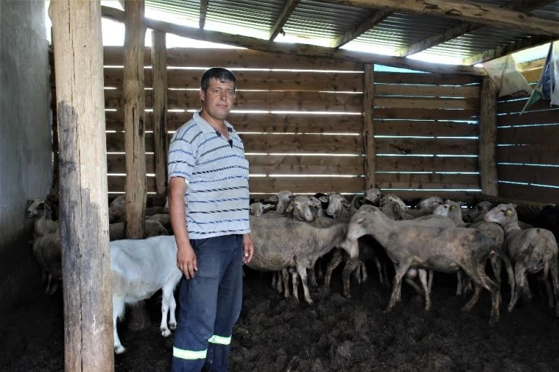 (Özel) Kurtlar köylünün kabusu oldu
