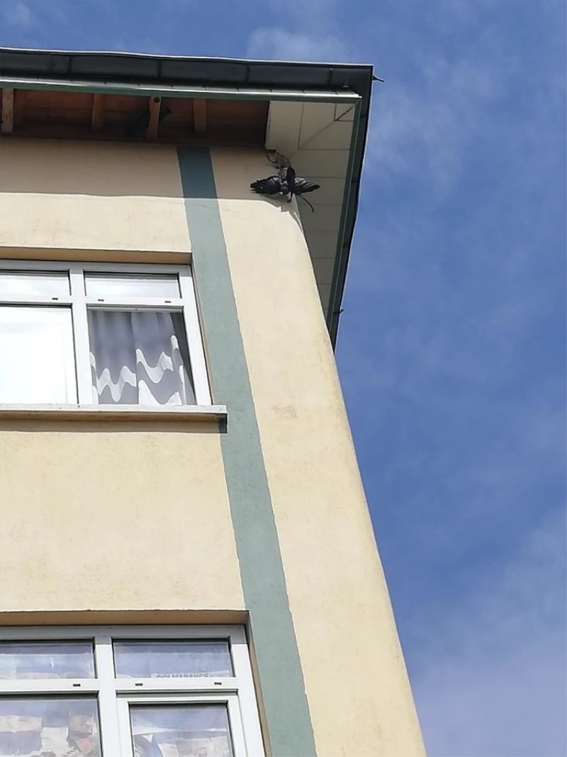 Çatıda mahsur kalan kargayı itfaiye ekipleri kurtardı
