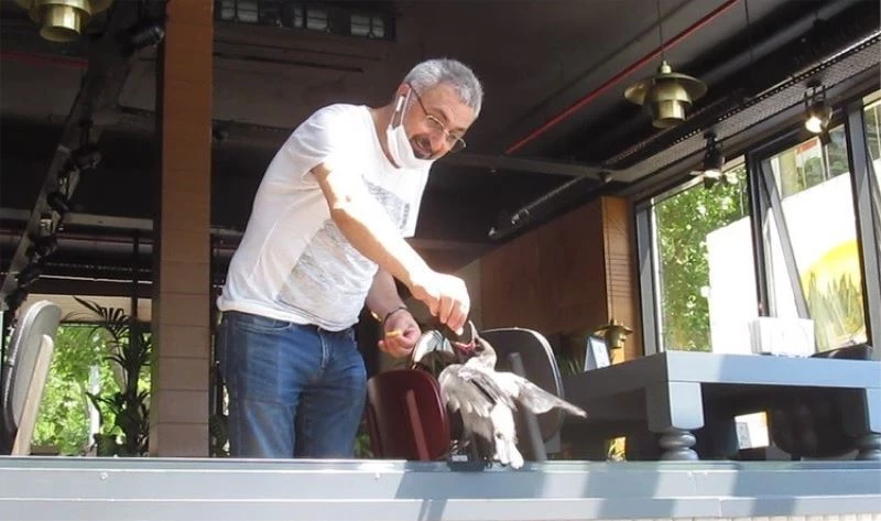 Yuvadan düşen yavru karga restorandaki müşterilerin ilgi odağı oldu
