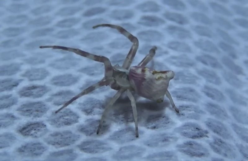 Görenlerin gözlerine inanamadığı ‘insan yüzlü örümcekler’ her yerdeler
