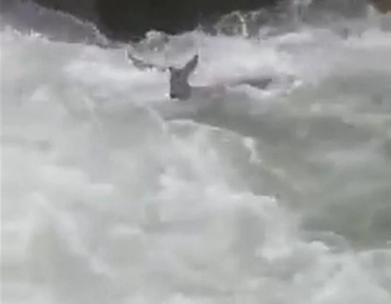 Yavru karaca düştüğü dereden boğulmadan son anda kurtuldu
