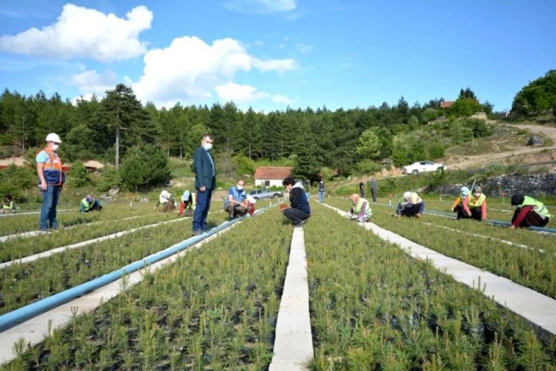 Hisarcık Orman Fidanlığında 700 bin fidan üretildi
