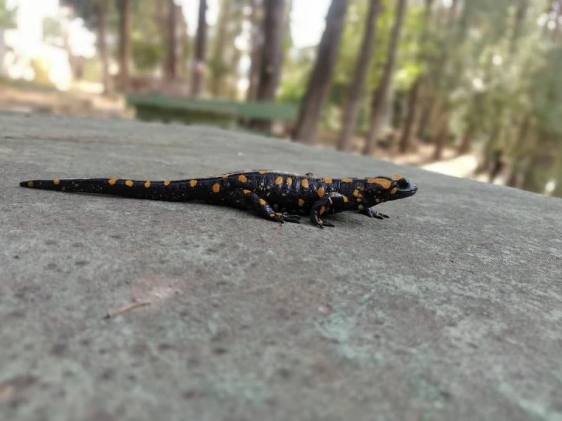 İslahiye’de Türk semenderi görüldü
