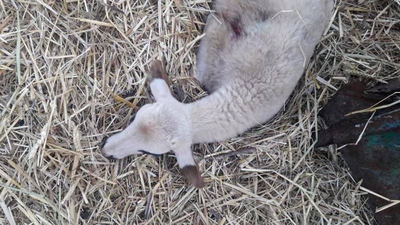 Aydın’da başıboş köpekler çobanların korkulu rüyası oldu
