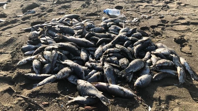 Toplu balık ölümlerine çamur akan Asi Nehri neden olmuş
