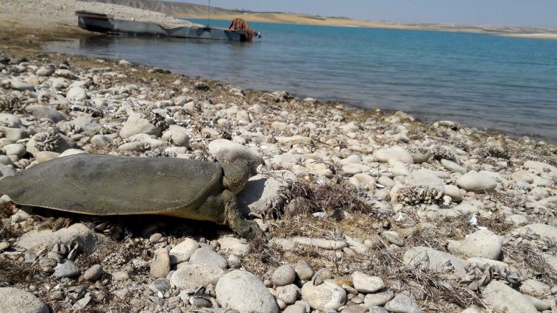 Nesli tükenme tehlikesindeki kaplumbağa balıkçı ağına takıldı
