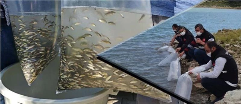 Çanakkale’de 60 bin pullu sazan balığı yavrusu suyla buluştu
