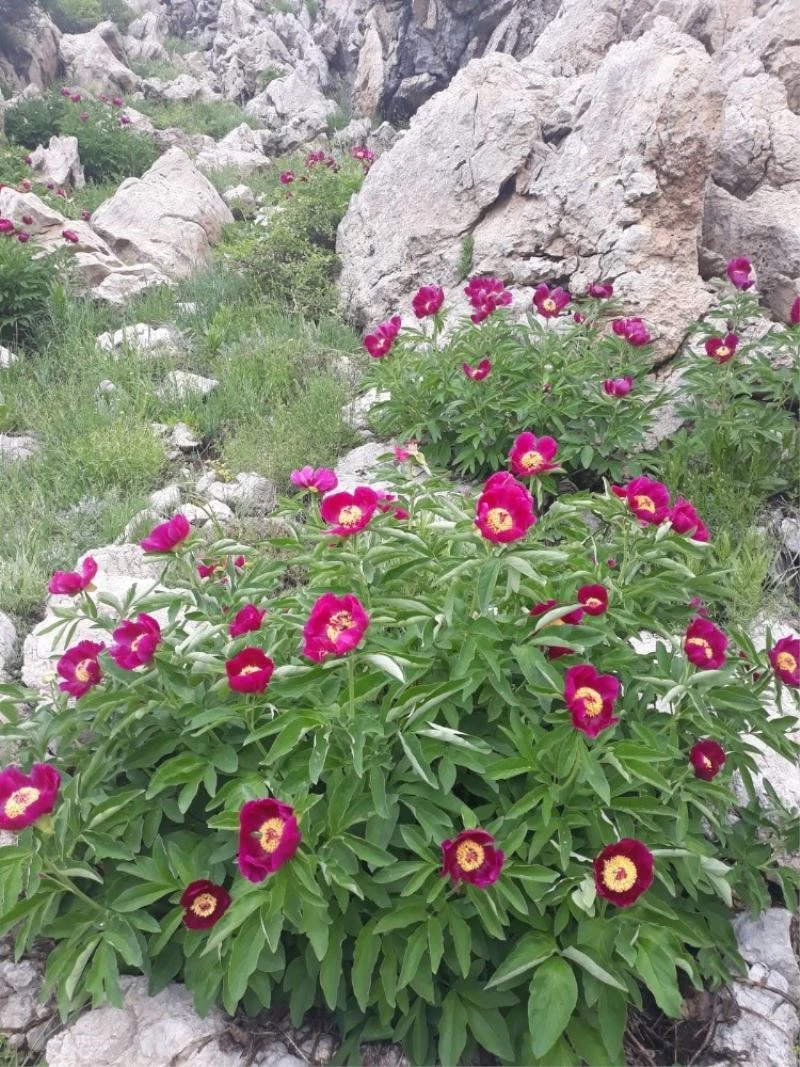 ’Ayı gülü’nü koparmanın cezası 73 bin 747 lira
