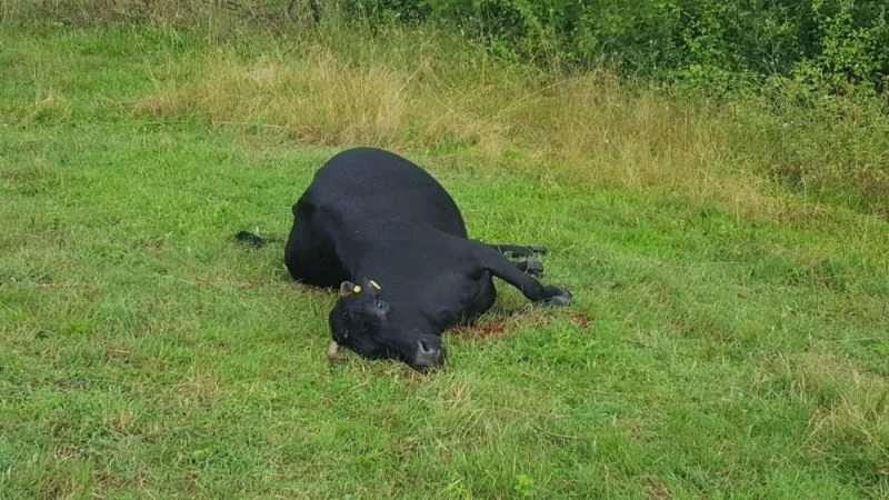 Yıldırım düşmesi sonucu inekleri telef olan kadın gözyaşlarına boğuldu
