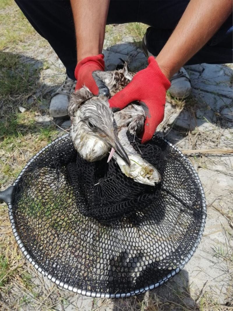Oltaya takılmış balık yutan martı tedavi edilip doğaya bırakıldı
