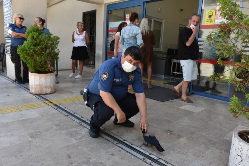 Marmaris Adliyesinin sevimli kargası
