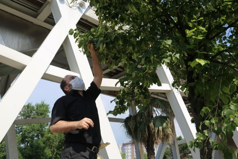 Kocaeli’yi ıhlamur ağaçlarının kokusu bürüdü
